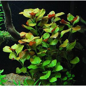 Ludwigia repens